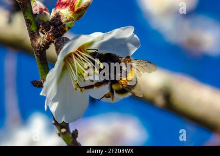 Bumblebee Macro Fotografia primo piano Foto Stock