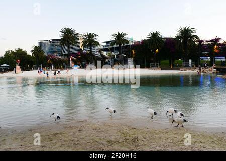 La piscina della barca a Stanley St Plaza, South Brisbane, Queensland, Australia. Foto Stock