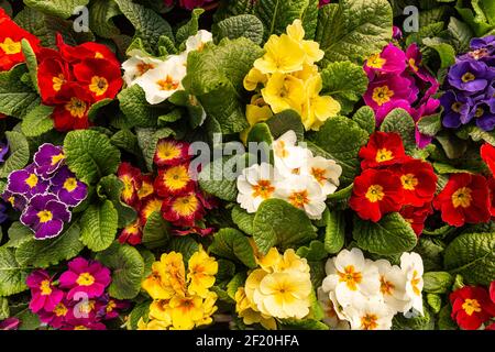 Colorful Primula vulgaris o primrose Foto Stock