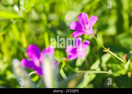 Fiori porpora selvatici che crescono nella foresta europea in una giornata di sole, macro foto con fuoco selettivo. Geranio silvatico Foto Stock