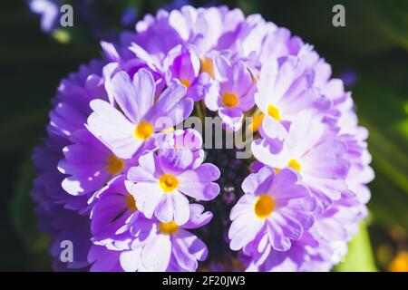 Fiore primaverile brillante, foto macro. Primula denticulata, o il bastone primula, pianta fiorente della famiglia Primulaceae Foto Stock