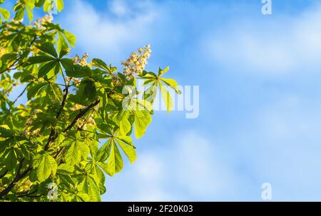 Castagno di cavallo in fiore, Castanea. Fiori bianchi sui rami, sotto il cielo nuvoloso in una giornata di sole Foto Stock