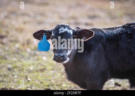 Piccolo, carino, giovane polpaccio crossbred Angus bianco e nero con un'etichetta auricolare blu che guarda la fotocamera con uno spazio negativo a sinistra. Foto Stock