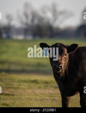 Ritratto di un polpaccio Angus bull guardando la fotocamera con uno sfondo sfocato e uno spazio negativo a sinistra. Foto Stock