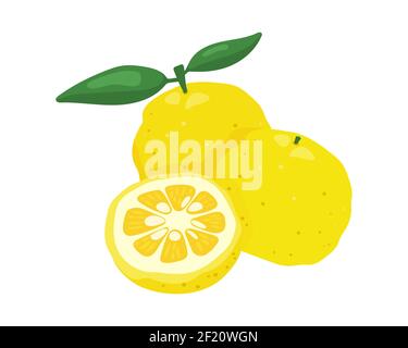 Yuzu giapponese citron frutta vettore illustrazione isolato su sfondo bianco. Frutta fresca piena e mezzo di agrumi yuzu con composizione di foglie verdi. Illustrazione Vettoriale