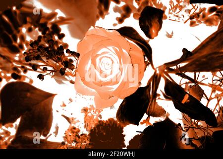 Sfondi testurizzati per banner e pagine web, giochi ecc... Sfondi colorati, con temi floreali ripetitivi. Foto Stock