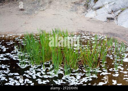 dalla riva del fiume, verdi ciuffi di erba in acqua Foto Stock