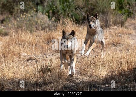 Lupi eurasiatici (Canis lupus lupus lupus) noti anche come lupi europei, Andalusia, Spagna Foto Stock