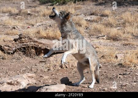 Lupo eurasiatico (Canis lupus lupus lupus) conosciuto anche come lupo europeo in Andalusia, Spagna Foto Stock