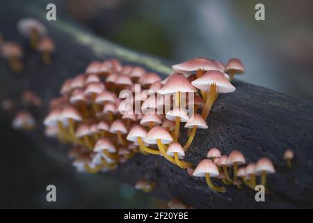 Immangiabile il fungo cresce in foreste, Europa Centrale, Mycena renati Foto Stock