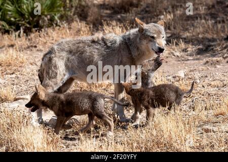 Lupo eurasiatico (Canis lupus lupus lupus): Femmina con cuccioli, Andalusia, Spagna Foto Stock