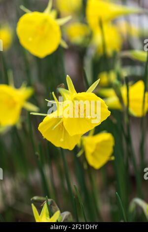 Cappotto con zoccoli Daffodil (Narcissus bulbocium) Foto Stock