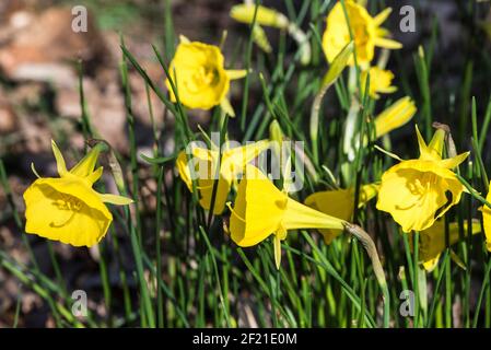 Cappotto con zoccoli Daffodil (Narcissus bulbocium) Foto Stock