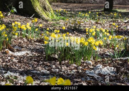 Cappotto con zoccoli Daffodil (Narcissus bulbocium) Foto Stock