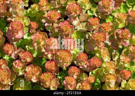 Evergreen perenne, Sedum spurium ‘Dragons Blood’. Sedum 'Schorbuser Blut'. crimson stonecrop 'Schorbuser Blut'. Sodum spurium "Schorbuser Blut" Foto Stock