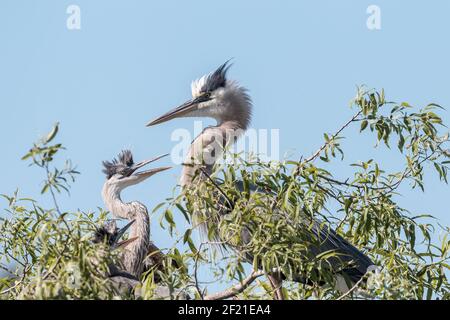 Grande airone blu, Ardea herodias, due nestlings ben cresciuti nel nido, Everglades, Florida, USA Foto Stock