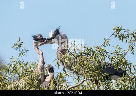 Grande airone blu, Ardea herodias, due nestlings ben cresciuti nel nido, Everglades, Florida, USA Foto Stock