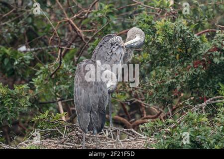 Grande airone blu, Ardea herodias, due nestlings ben cresciuti nel nido, Everglades, Florida, USA Foto Stock