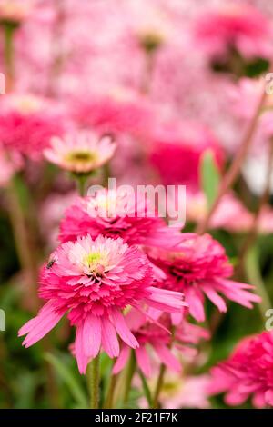 Echinacea purpurea 'Southern Belle'. Serie cono-fezioni. Violaceo "Southern Belle". Fiori rosa Foto Stock