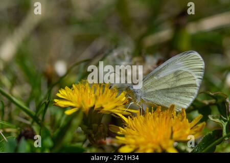 Farfalla bianca di legno su un fiore di dente di leone nella primavera selvaggia Foto Stock