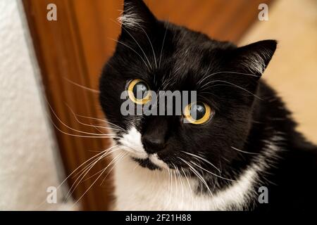 ripresa orizzontale di un primo piano della testa di un tuxedo gatto domestico bianco e nero Foto Stock