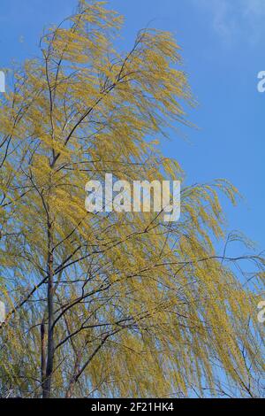 Foglie verdi di un albero appeso soffiano nel vento contro un cielo blu perfetto. Foto Stock