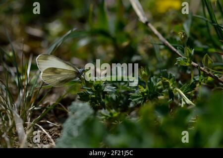 Farfalla bianca di legno su un fiore di dente di leone nella primavera selvaggia Foto Stock