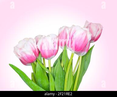 Bouquet di rosa con fiori bianchi di tulipano primaverile primo piano su sfondo rosa gradiente. Composizione floreale festosa per il giorno delle donne, festa delle madri o Foto Stock