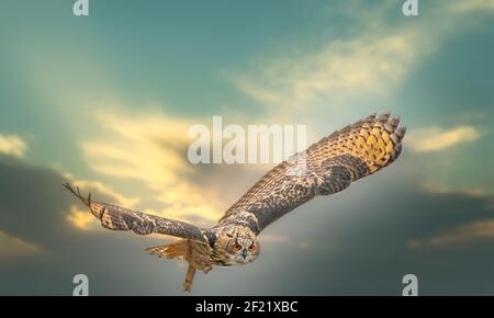 Un'aquila eurasiatica o un'aquila. Vola con ali sparse contro un cielo drammatico. Occhi rossi ti puntano mentre sta cercando. Bella blu e. Foto Stock