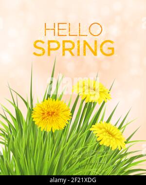 Sfondo primaverile con erba e danelioni. Modello per biglietto d'invito, banner, poster con fiori e iscrizione Ciao primavera Illustrazione Vettoriale