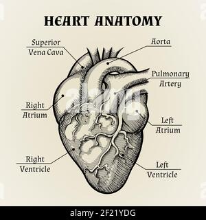 Primo piano Anatomia a cuore bianco e nero con etichette Design grafico. Illustrazione Vettoriale