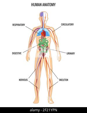 Anatomia umana. Urinario e digestivo, scheletro e respiratorio, nervoso. Illustrazione vettoriale Illustrazione Vettoriale