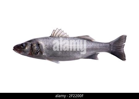Spigola cruda, un pesce fresco di spigola isolato su sfondo bianco con tracciato di ritaglio Foto Stock