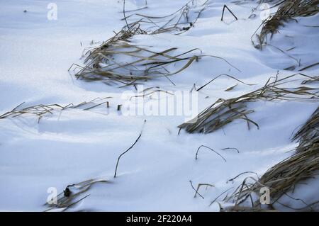 Dune paesaggio con erbe nella neve in nero drammatico e colori bianchi Foto Stock