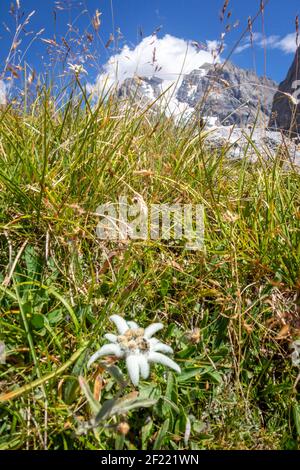 Fiori Edelweiss nel Parco Nazionale della Vanoise, Francia Foto Stock