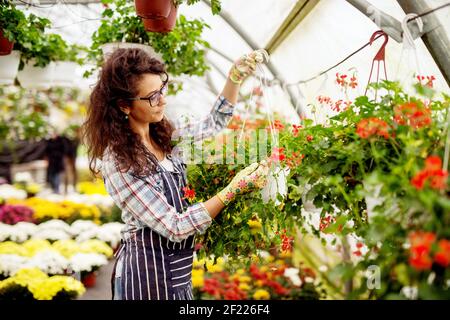 Curly hardworking devoted florist woman prendente la cura dei fiori rossi nella grande serra luminosa. Foto Stock