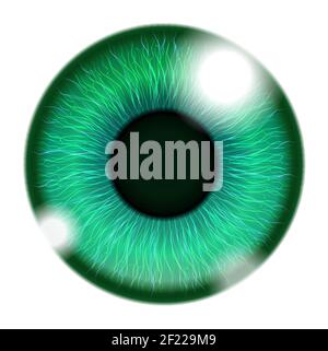 Vector Human Green Eye isolato su bianco. Opacità EPS10. EPS modificabile, rendering in formato JPG e PSD a livelli Illustrazione Vettoriale