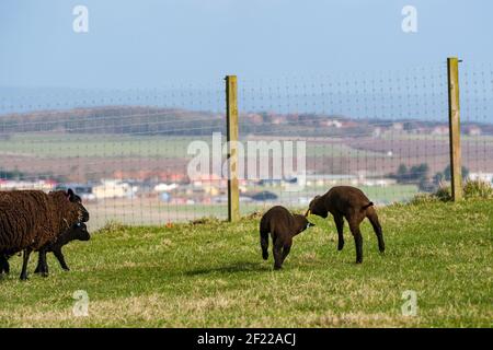 East Lothian, Scozia, Regno Unito, 10 marzo 2021. Regno Unito Meteo: Agnelli di pecora Shetland, a poche settimane di età, godersi il sole. Agnelli gemelli frolic in un campo Foto Stock