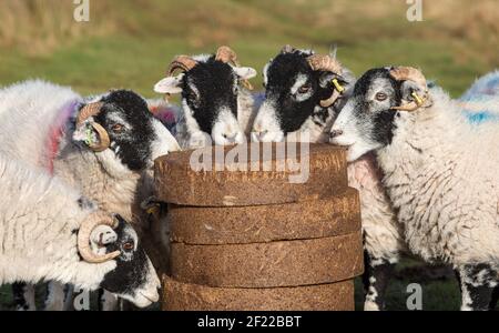 Swaledale pecore godendo blocchi di alimentazione prima di lambing su Harrisend cadde vicino a Lancaster, Lancashire. Foto Stock