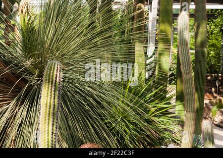 Diversi cactus colonnari in una casa tropicale. Serra a Berlino con una vista di cactus di varie dimensioni Foto Stock