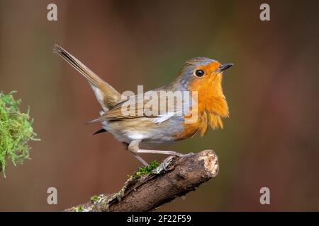 Robin Foto Stock