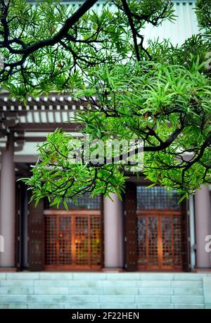 Taxus cuspidata o giapponese ha dato un'aria all'Tōchō-ji. È un tempio di Shingon a Hakata, Fukuoka, Giappone. Fu fondata da Kūkai nel 806. Foto Stock