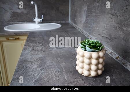 Bella echeveria in vaso sul banco della cucina all'interno. Succulento impianto in vaso vetrato con crepe in cucina scandinava con lavello in Foto Stock