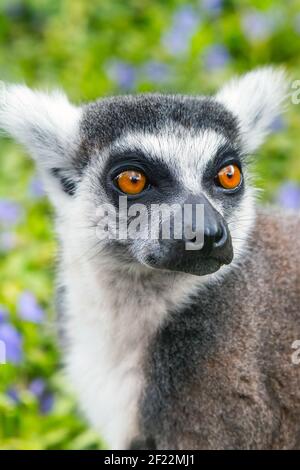 Lemur con coda ad anello aka Lemur Catta volto primo piano ritratto Foto Stock