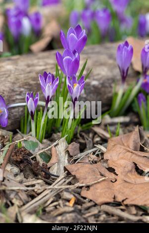 Primo piano di croco a righe viola e bianco che fiorì in un giardino boschivo in primavera tra foglie secche cadute e un tronco di legno, Inghilterra, Regno Unito Foto Stock