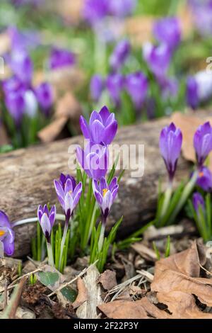 Primo piano di croco a righe viola e bianco che fiorì in un giardino boschivo in primavera tra foglie secche cadute e un tronco di legno, Inghilterra, Regno Unito Foto Stock