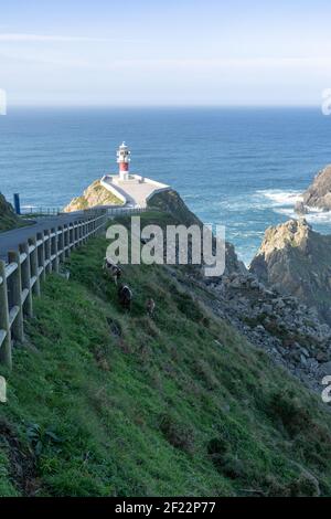 Faro di Cabo Ortegal in Galizia con scogliere verdi e capre Foto Stock