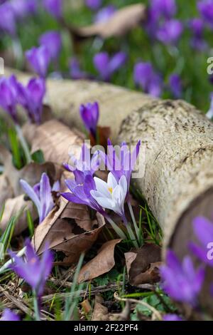 Primo piano di croco a righe viola e bianco che fiorì in un giardino boschivo in primavera tra foglie secche cadute e un tronco di legno, Inghilterra, Regno Unito Foto Stock