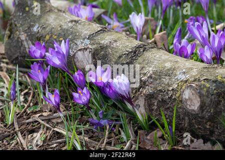 Primo piano di croco a righe viola e bianco che fiorì in un giardino boschivo in primavera tra foglie secche cadute e un tronco di legno, Inghilterra, Regno Unito Foto Stock