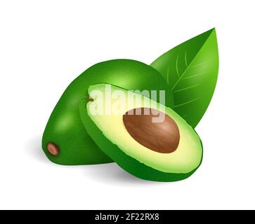 Avocado Fruit - raccolta di frutti esotici, disegno realistico vettore illustrazione primo piano Illustrazione Vettoriale